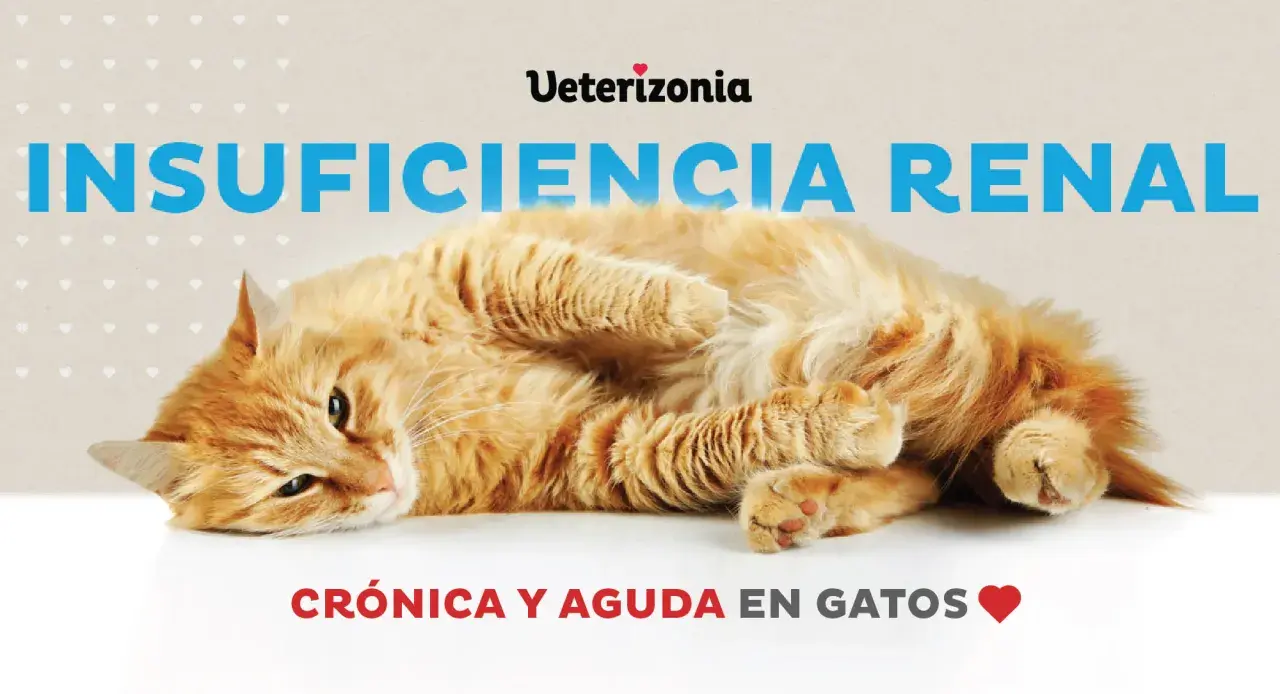 Gato naranja con insuficiencia renal crónica y aguda. Reflexión sobre cuándo sacrificar a un gato con insuficiencia renal.