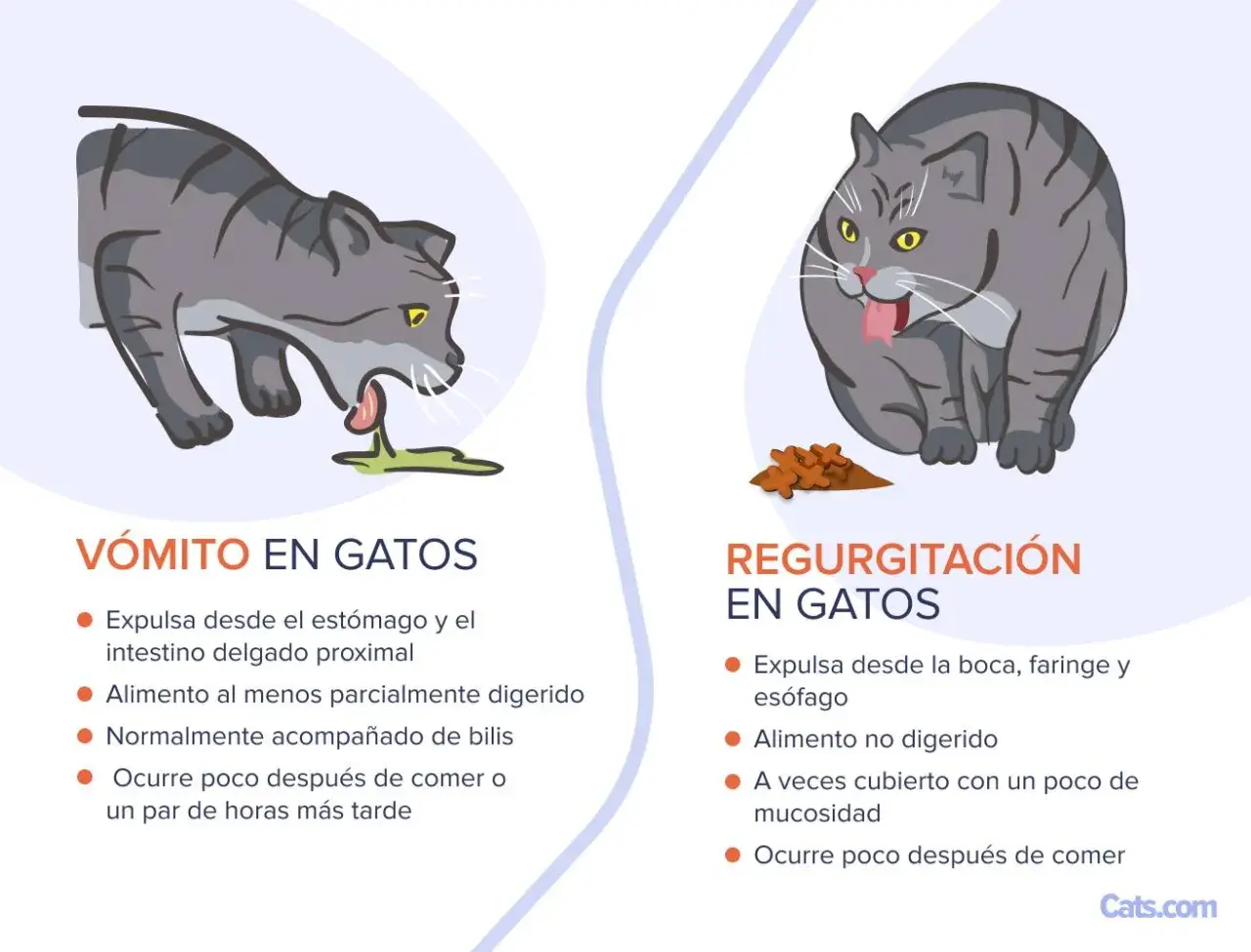 Gato gris vomitando líquido verde. El texto explica que mi gato vomita.