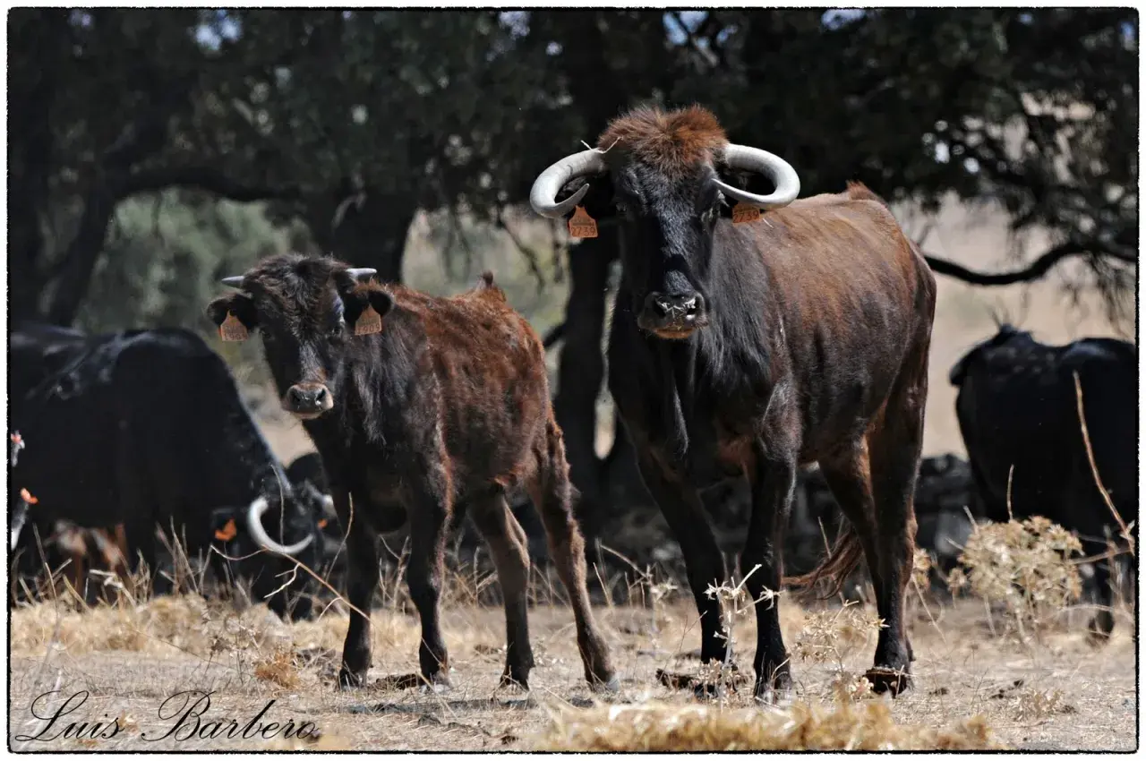 Dos toros de **ganadería los Eulogios** pastan en un campo seco. Uno es marrón y el otro negro.