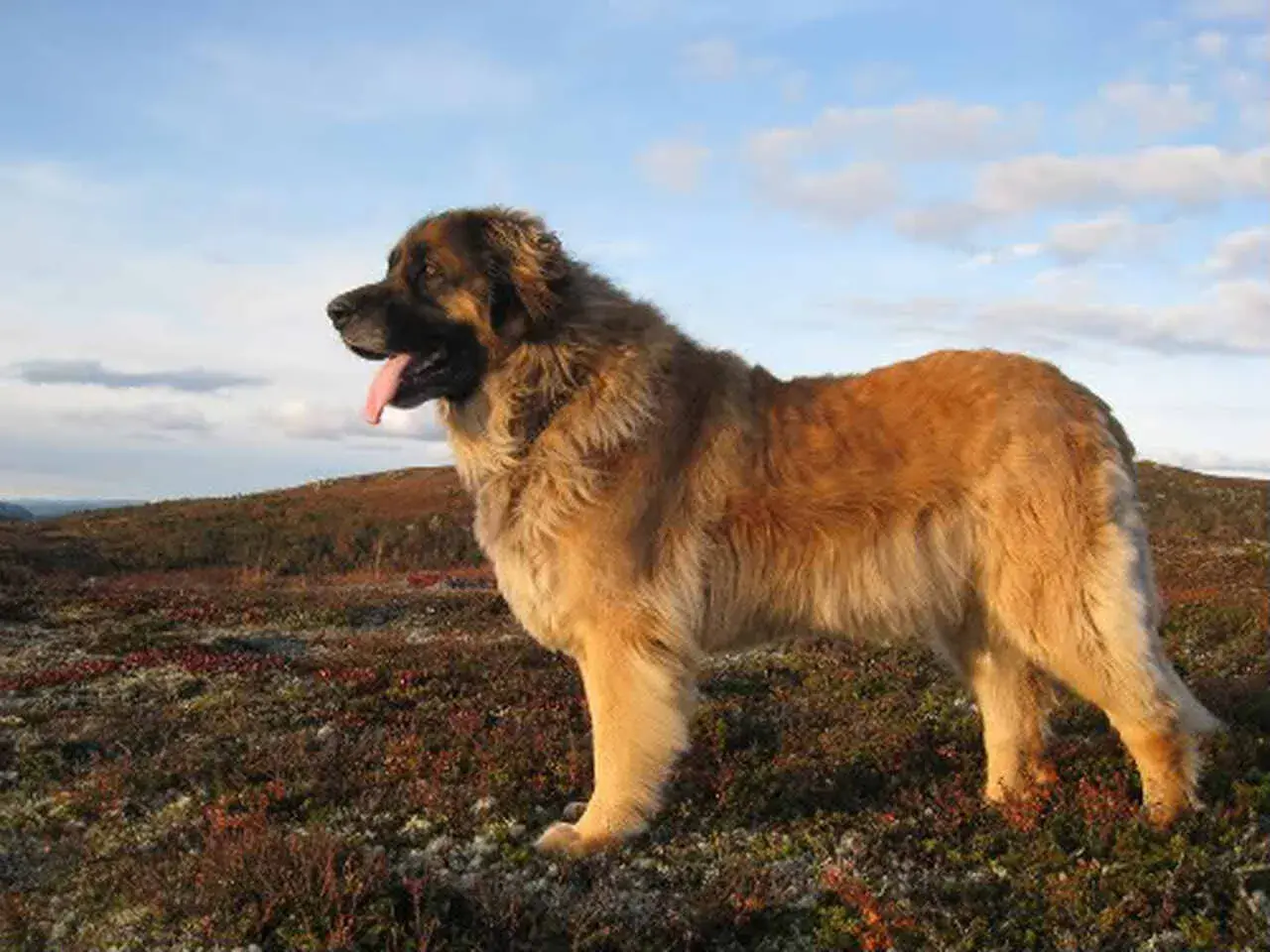 Leonberger o łagodnym usposobieniu stoi na tle krajobrazu.