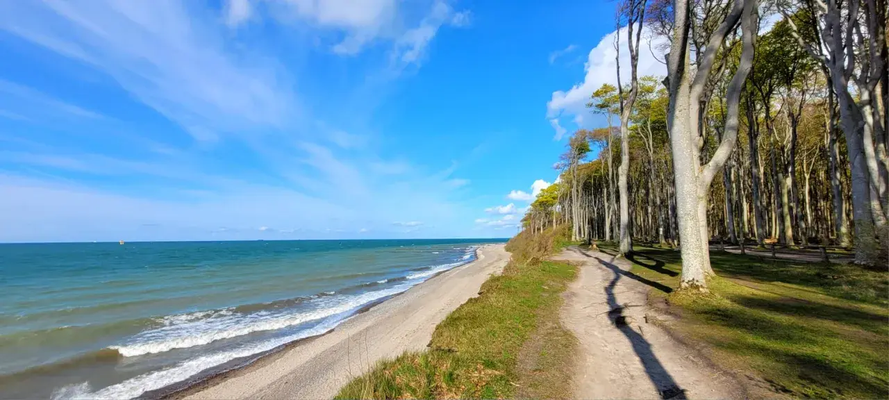 Der gespensterwald nienhagen mit seinem Strand und dem Meer unter blauem Himmel. Ein Pfad führt durch die Bäume.