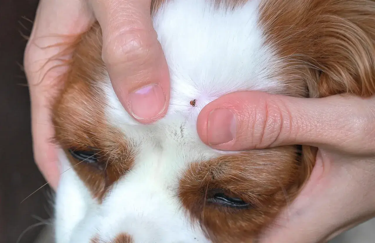 Ein Zeckennest Hund: Zeckenentfernung am Kopf eines Hundes.
