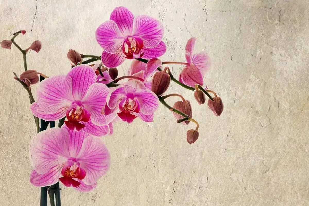Une belle orchidée rose, certaines fleurs épanouies, d'autres bourgeons prêts à éclore. L'orchidée perd ses fleurs, mais la beauté demeure.