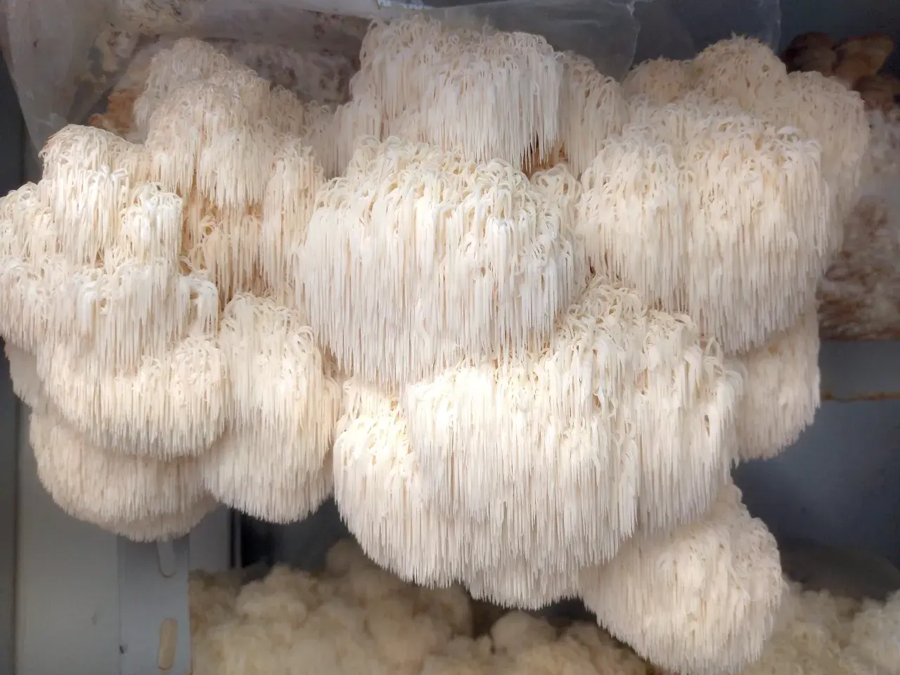 Funghi criniera di leone, noti per i loro benefici per la salute, crescono in grappoli bianchi e cascanti.