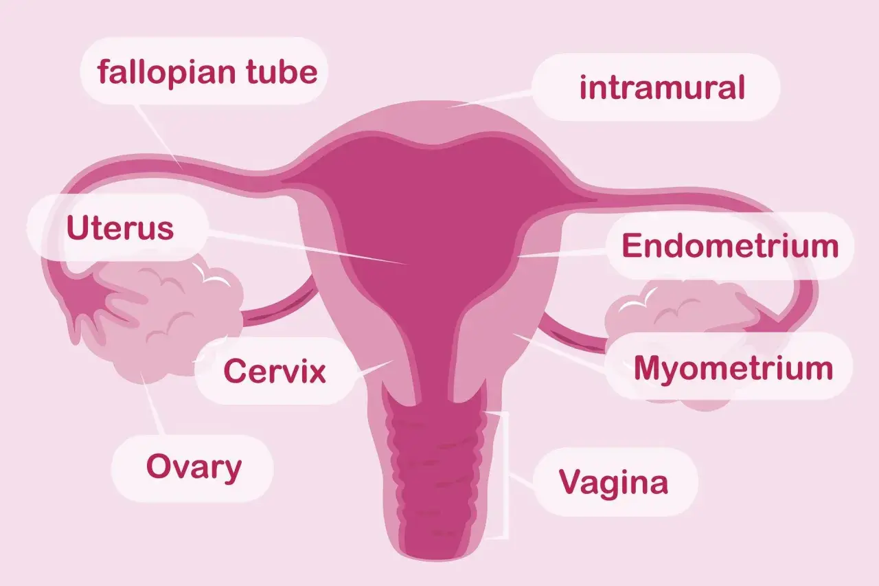 Schemat kobiecych narządów rozrodczych: jajniki, jajowody, macica z endometrium i mięśniówką, szyjka macicy i pochwa.