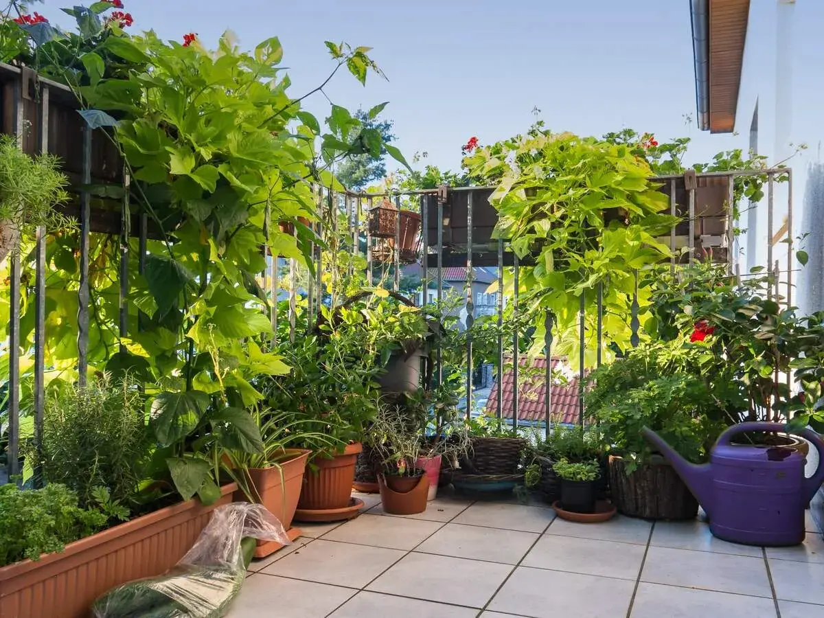 Zasłonięty balkon z bujną zielenią, idealny, by osłonić balkon od wiatru. Rośliny pnące i kwiaty tworzą naturalną barierę.
