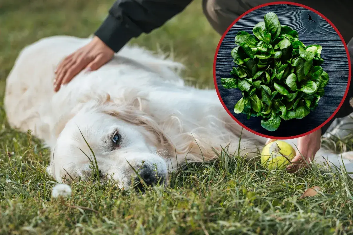 Złoty retriever leży na trawie, a obok niego garść szpinaku. Czy pies może jeść szpinak? Tak, ale z umiarem.