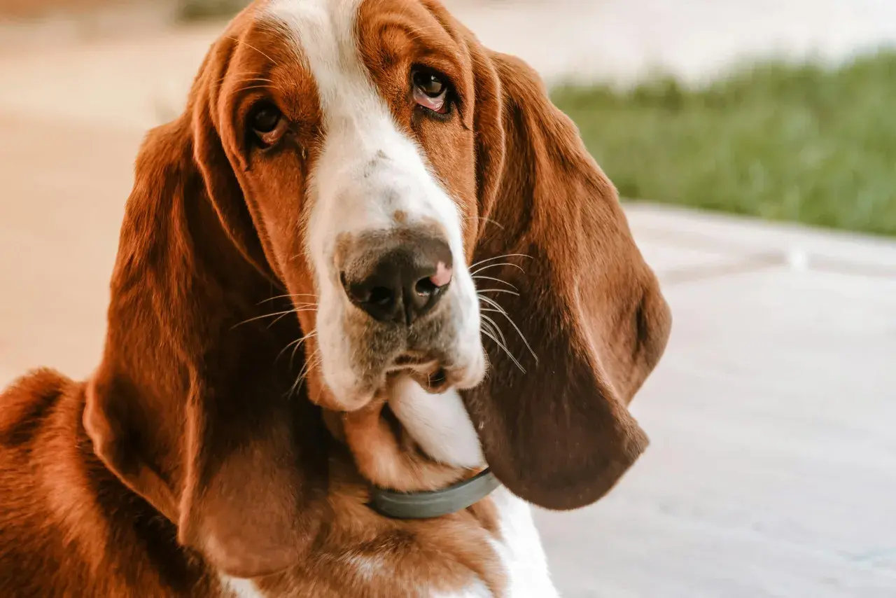 Smutny basset hound z długimi uszami patrzy w obiektyw.