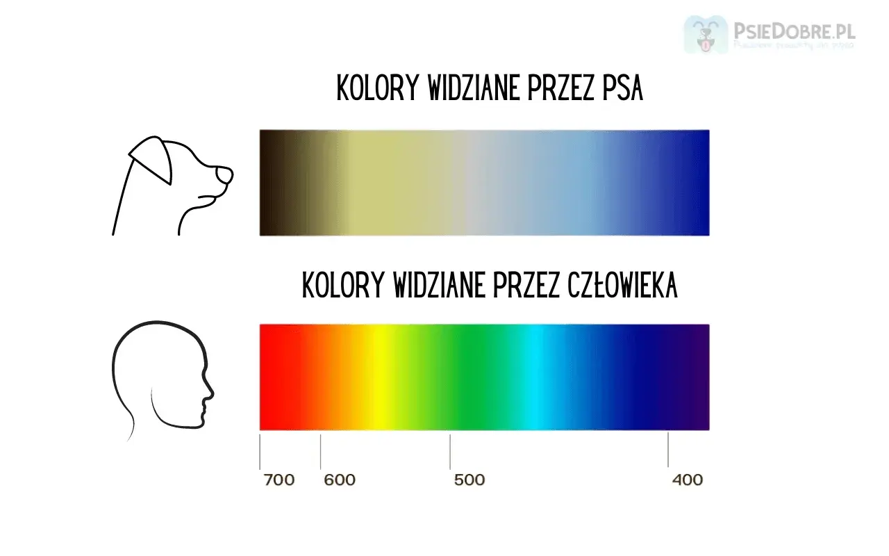 Porównanie barw: pies widzi świat w odcieniach żółci i niebieskiego, inaczej niż człowiek, który dostrzega pełne spektrum.