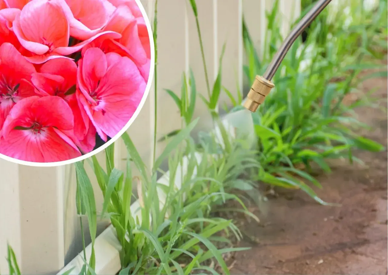 Różowe pelargonie obok chwastów, na które pryskany jest środek z kwasem pelargonowym.