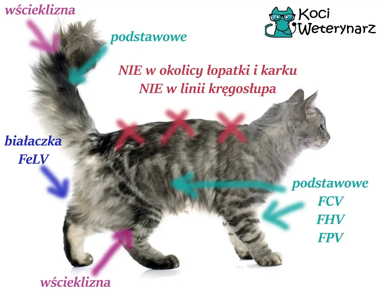 Kiedy zaszczepić kotka? Pełny harmonogram i porady