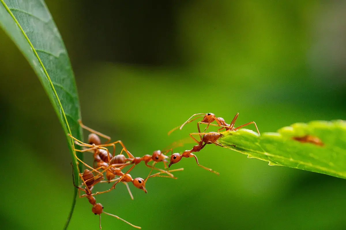 Des fourmis rouges forment un pont vivant entre deux feuilles pour traverser, une scène fascinante de coopération dans le jardin.