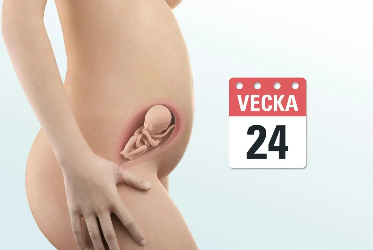 Gravid mage med foster. Kalender visar vecka 24.