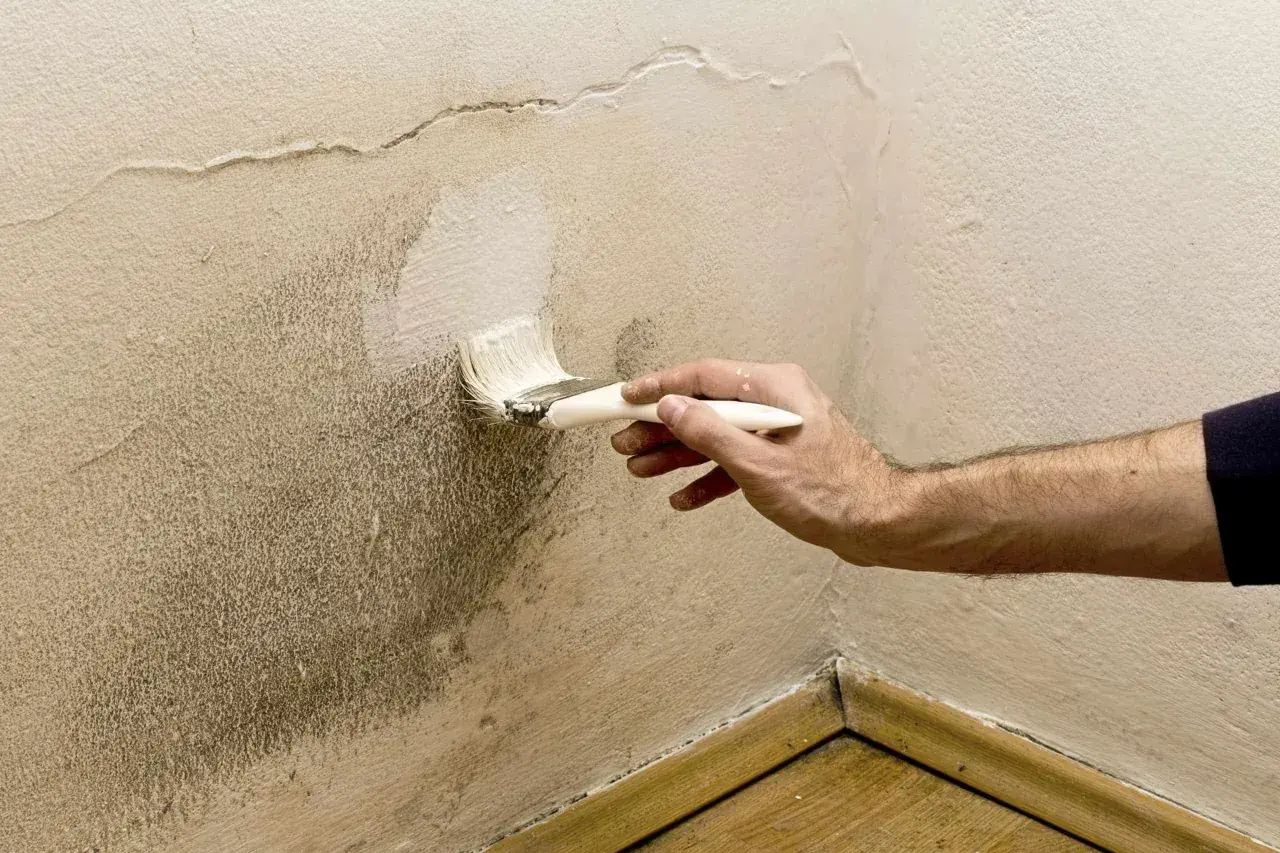 Pintando una pared con humedad. Se aplica pintura blanca con brocha sobre una zona manchada, buscando la mejor que pintura usar para paredes con humedad.