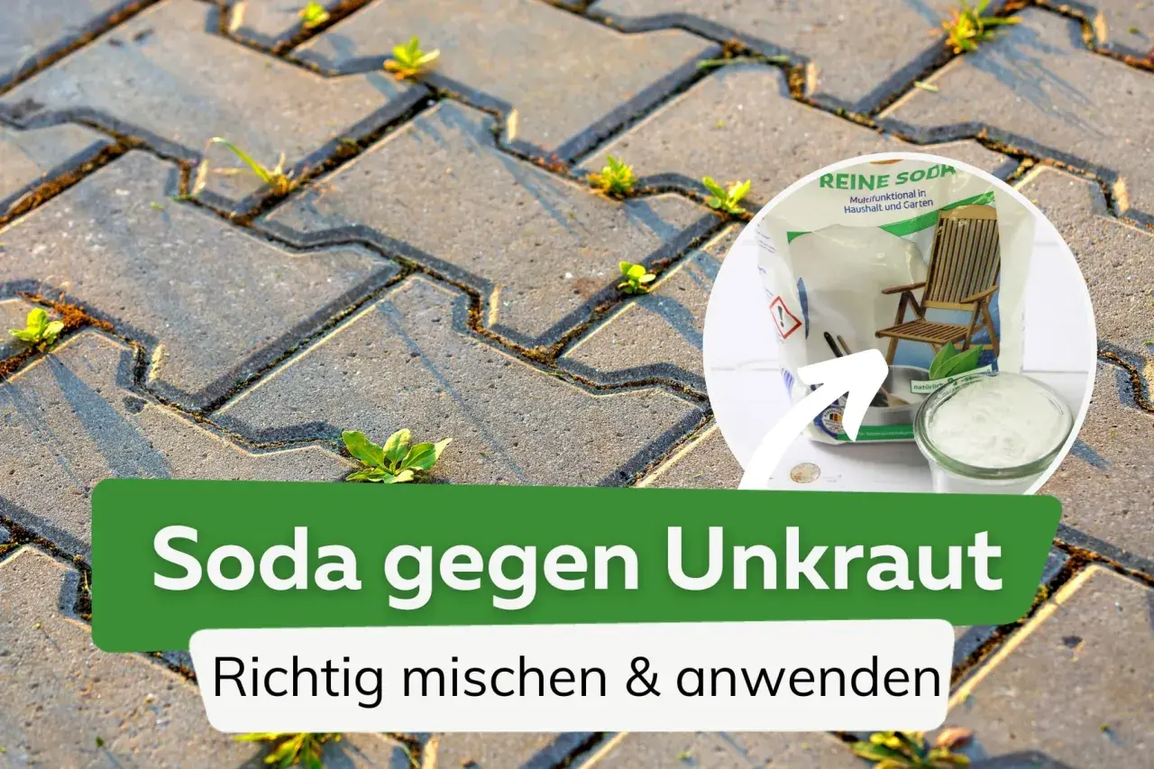 Unkraut wächst zwischen Pflastersteinen. Ein Kreis zeigt eine Packung Soda und ein Glas mit dem Pulver. Soda gegen Unkraut: Richtig mischen & anwenden.