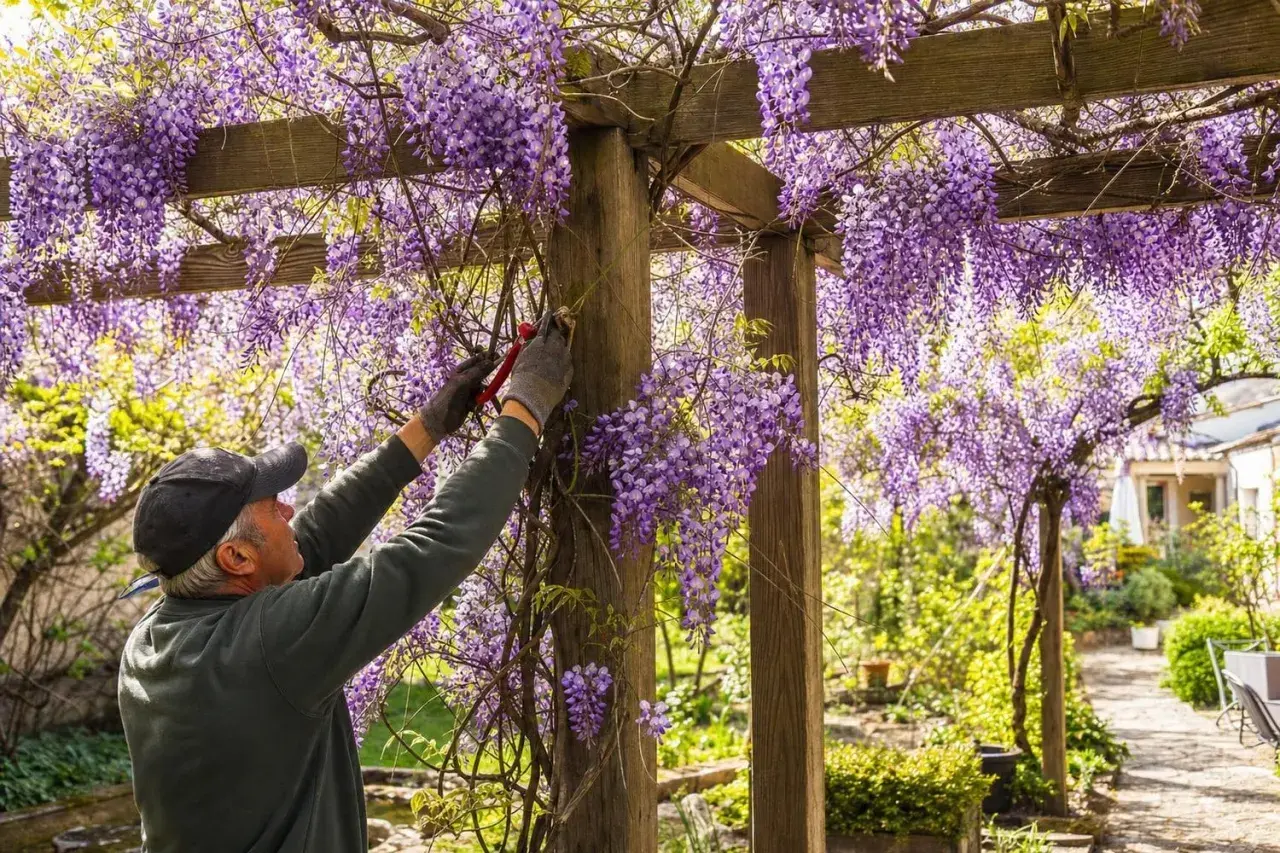 Un jardinier taille une glycine en pleine floraison sur une pergola en bois. Les grappes violettes tombent en cascade, créant un spectacle magnifique.
