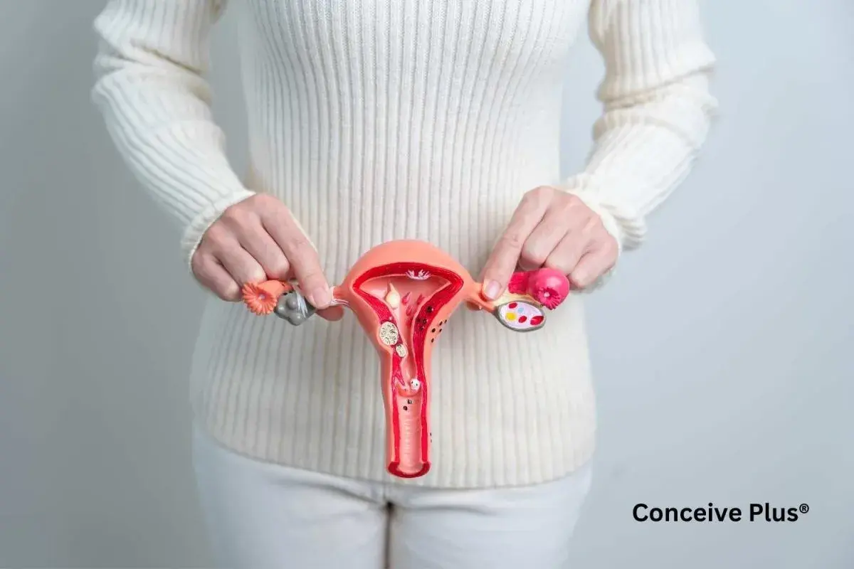 Modelo de útero y ovarios. El flujo clara de huevo es clave para la fertilidad.