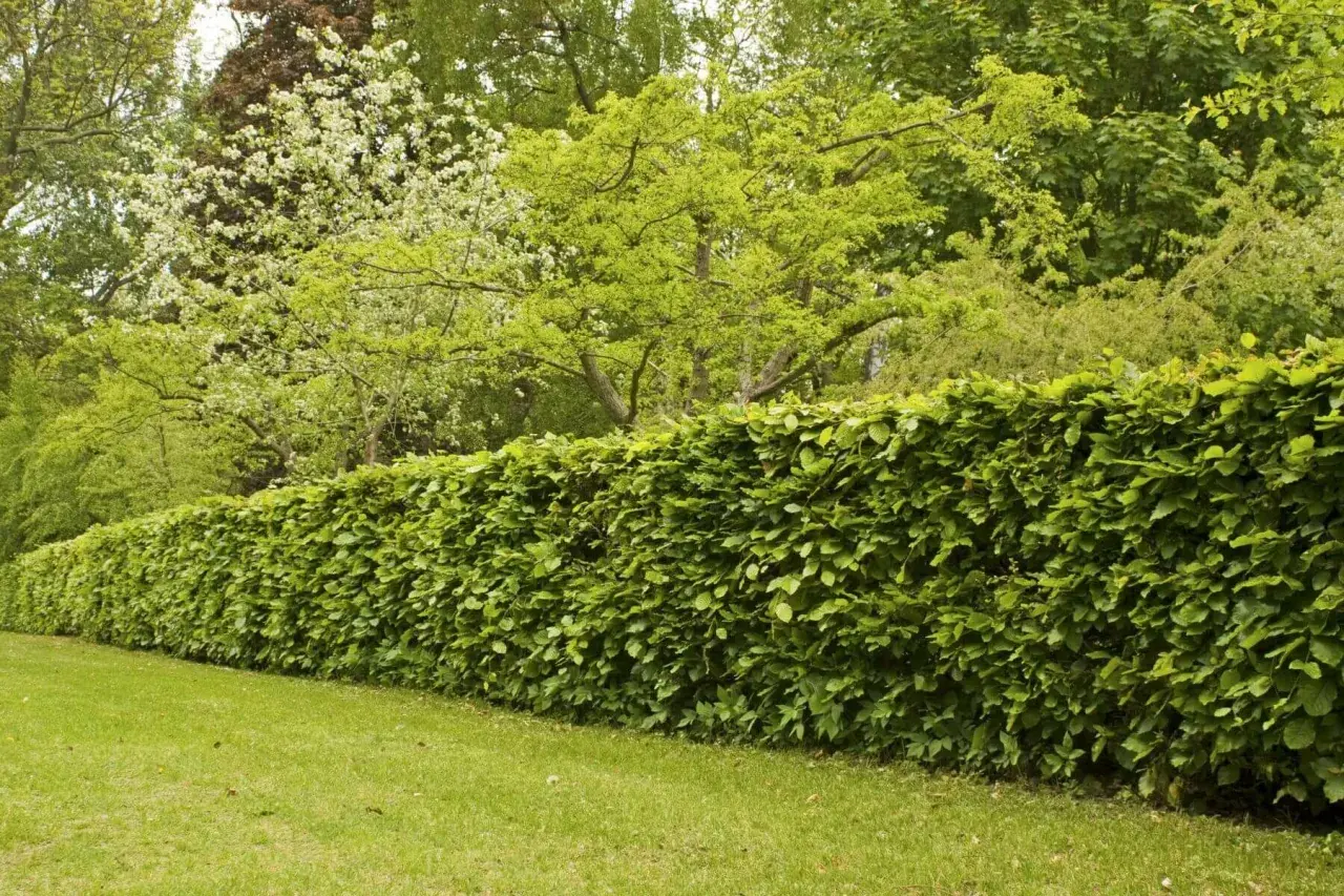 Eine dichte, grüne Buchenhecke, ideal für die Gestaltung von Gärten. Buchenhecke pflanzen pro Meter für eine natürliche Abgrenzung.