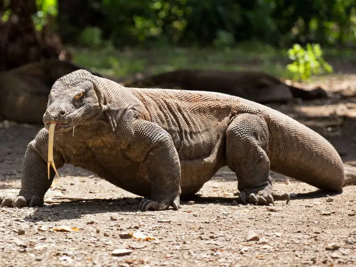 Un imponente dragón de Komodo, con su lengua bífida fuera, camina sobre tierra seca. Su gran tamaño y peso son evidentes.