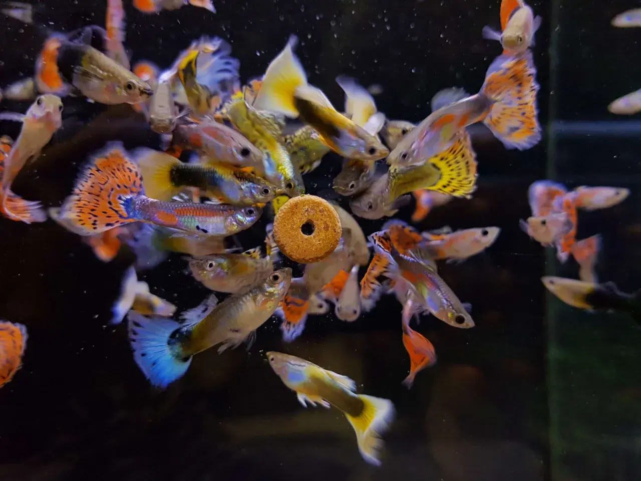 En stim av färgglada guppys samlas runt en matbit. En guppy sorter, som ser ut som en liten ring, är omgiven av fiskar med fladdrande fenor.