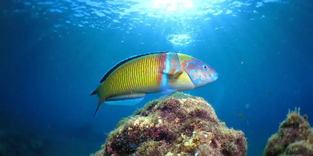 Un pez de arrecife de Lanzarote, con vibrantes colores verdes, amarillos y azules, nada sobre un lecho marino cubierto de algas.