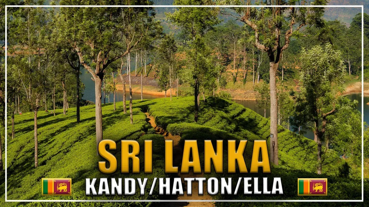 Zielone plantacje herbaty w Sri Lance, w okolicach miast Kandy, Hatton i Ella. W tle jezioro i drzewa.