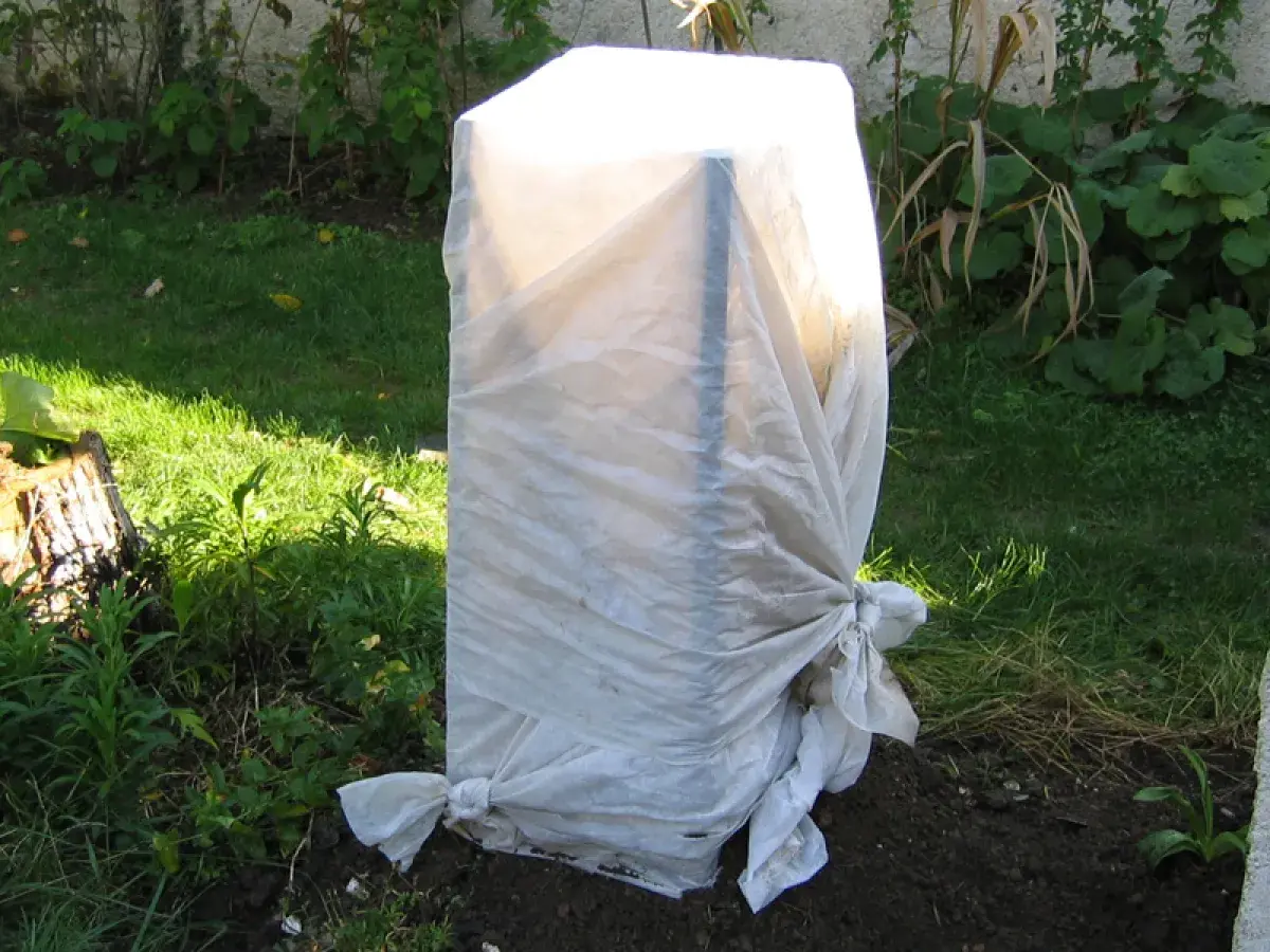 Un jeune planter bananier est protégé par une bâche blanche nouée à sa base, prêt à affronter l'hiver.