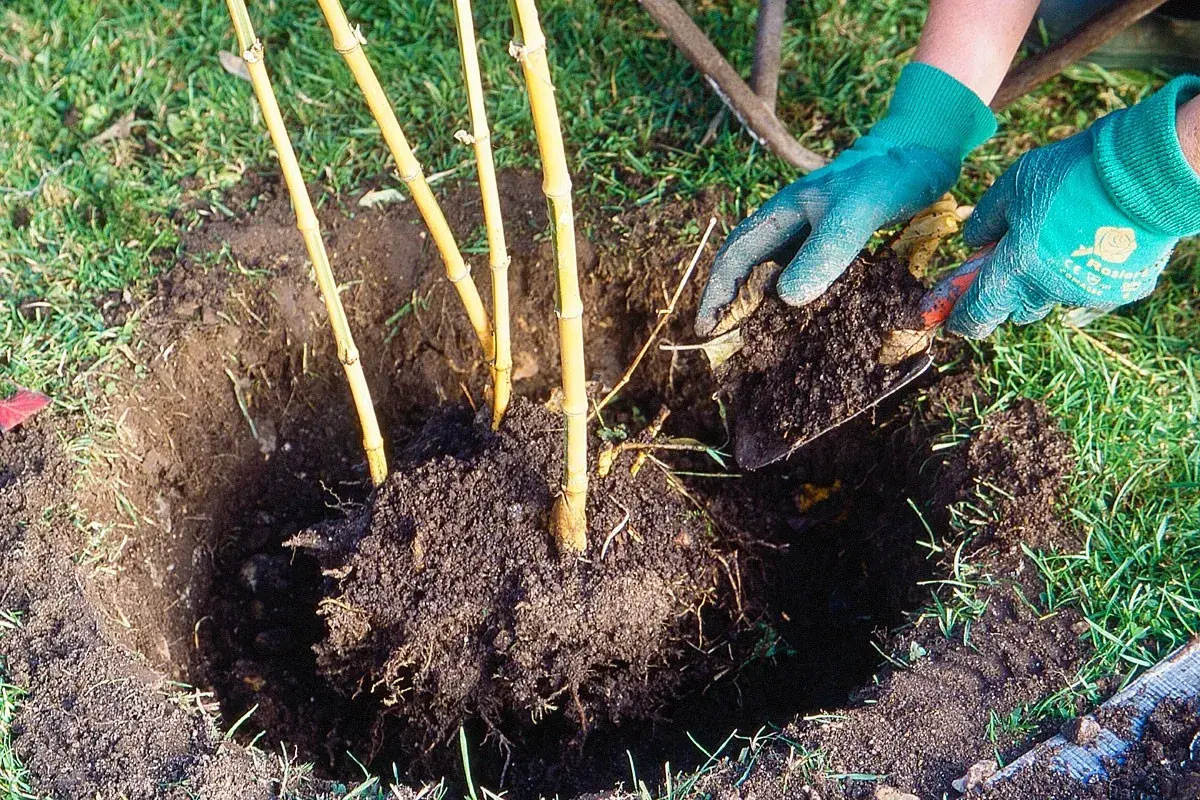 Mains gantées ajoutent de la terre autour d'un jeune planter bambou.