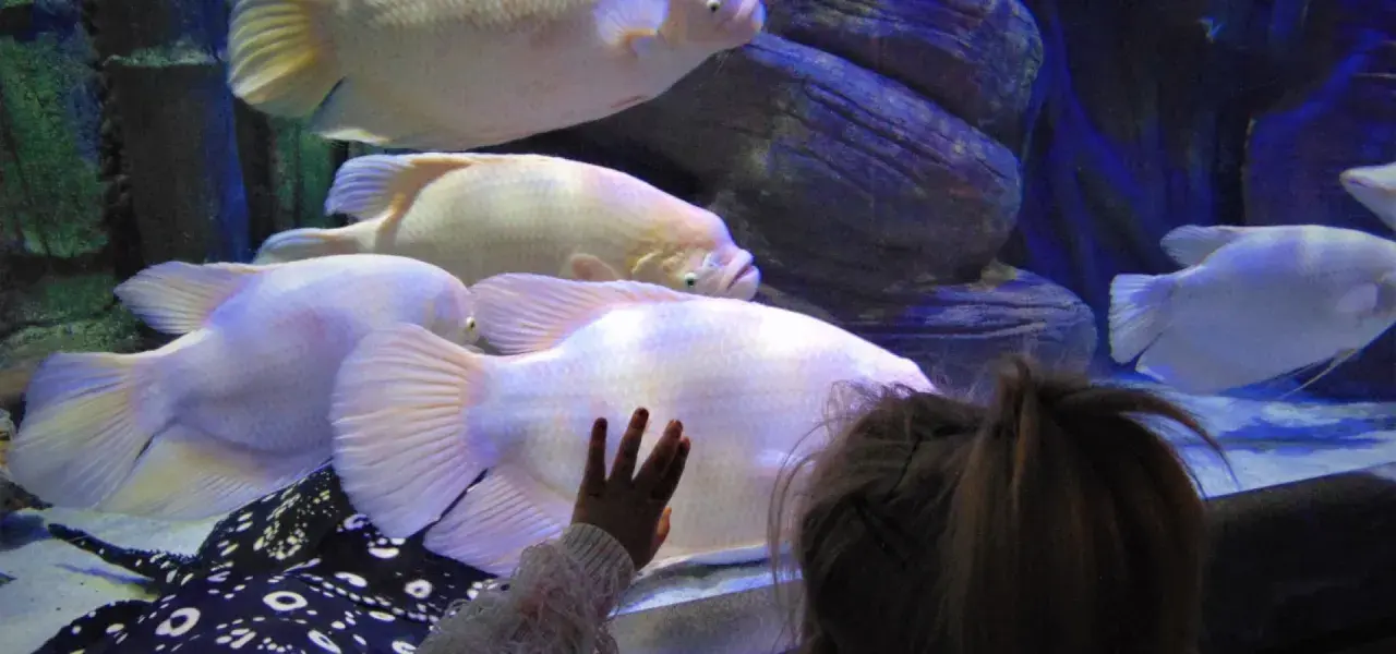 Dziecko zachwycone wielkimi rybami w oceanarium. Warto odwiedzić to miejsce, świetne opinie o oceanarium w Międzyzdrojach.