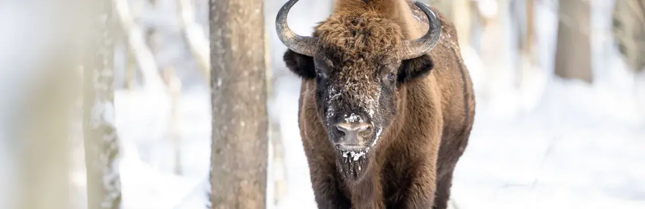 Ein Wisent im Schnee, ein majestätischer Bewohner des letzten Urwalds Europas.