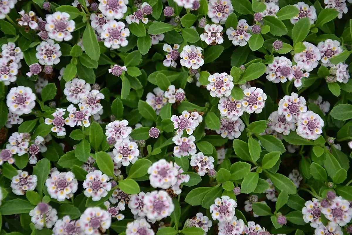 Fiori bianchi e viola di Lippia nodiflora in inverno, con foglie verdi brillanti.