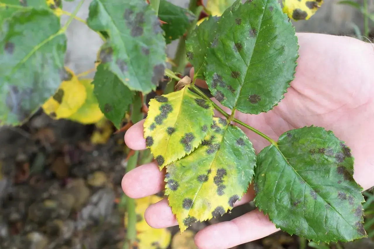 Feuilles de rosier atteintes de marsonia, montrant des taches noires sur fond jaune.