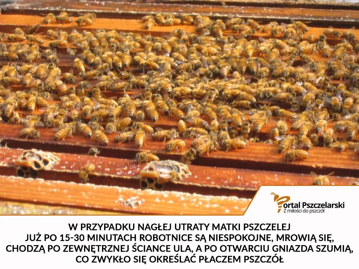 Rój pszczół na ramkach ula. Robotnice są niespokojne, gdy umiera królowa pszczół, co się dzieje w takich sytuacjach.