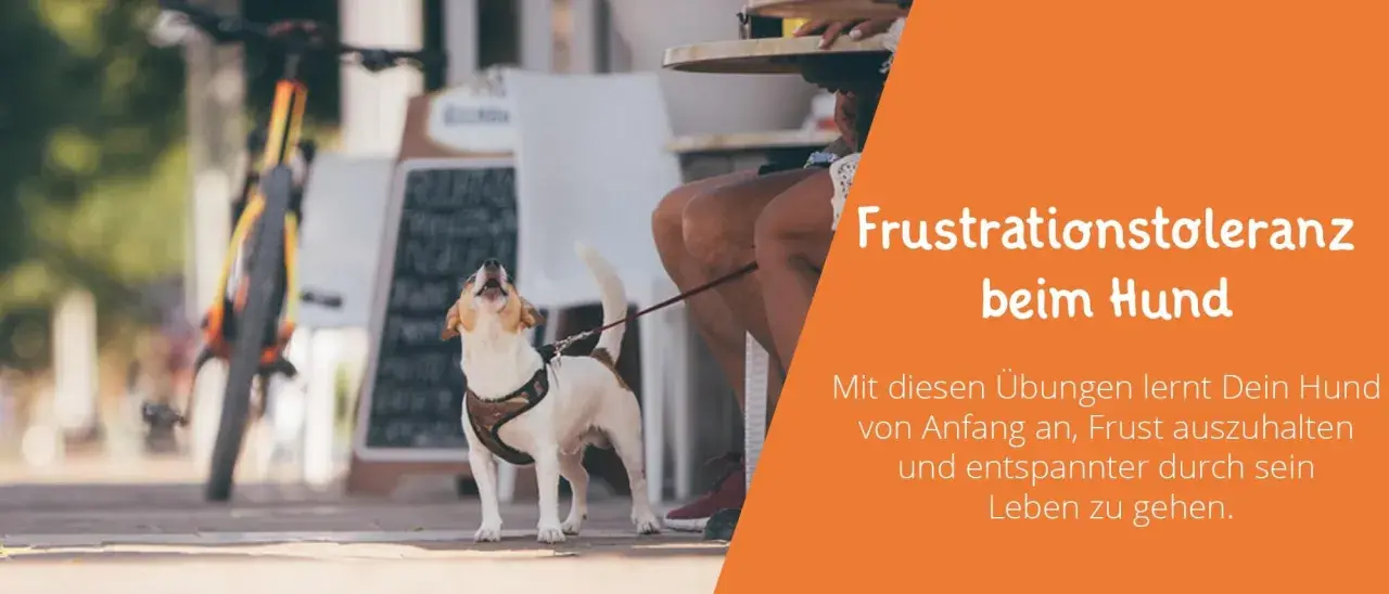 Kleiner Hund bellt frustriert, während er an der Leine wartet. Übungen zur Frustrationstoleranz beim Hund helfen, Geduld zu lernen.