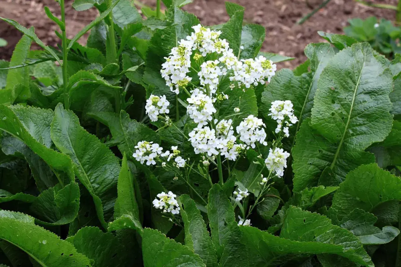Grüne, zerknitterte Blätter umrahmen zarte weiße Blüten. Meerrettich Pflanzen blühen im Garten und verströmen einen würzigen Duft.