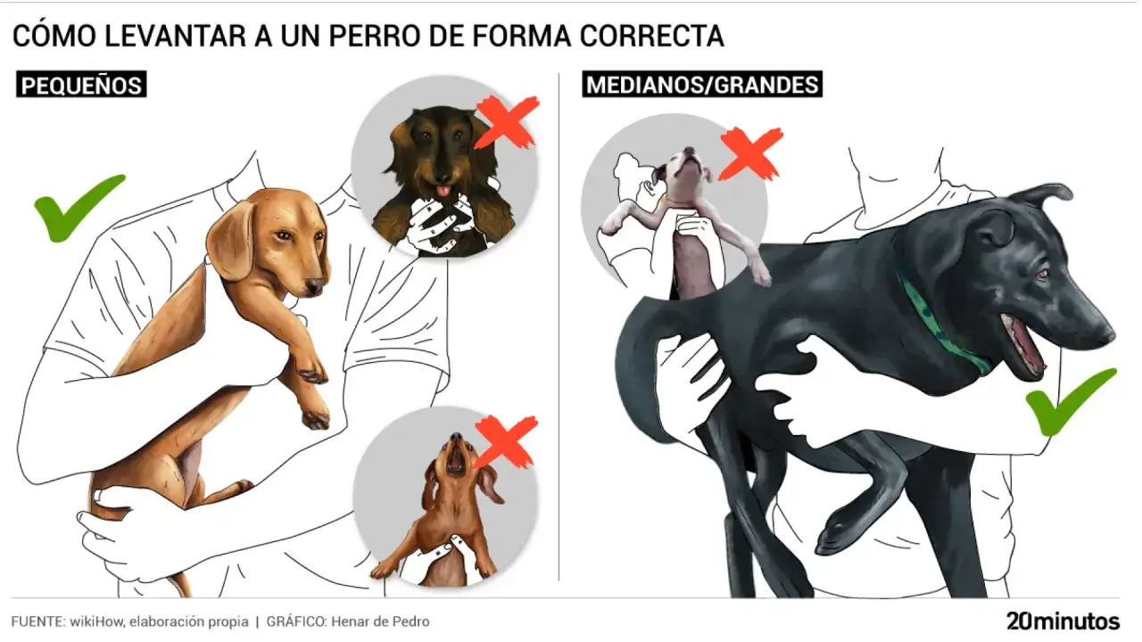 Ilustración muestra cómo levantar perros pequeños y grandes correctamente. Evita que tu perro te monte con estas técnicas.