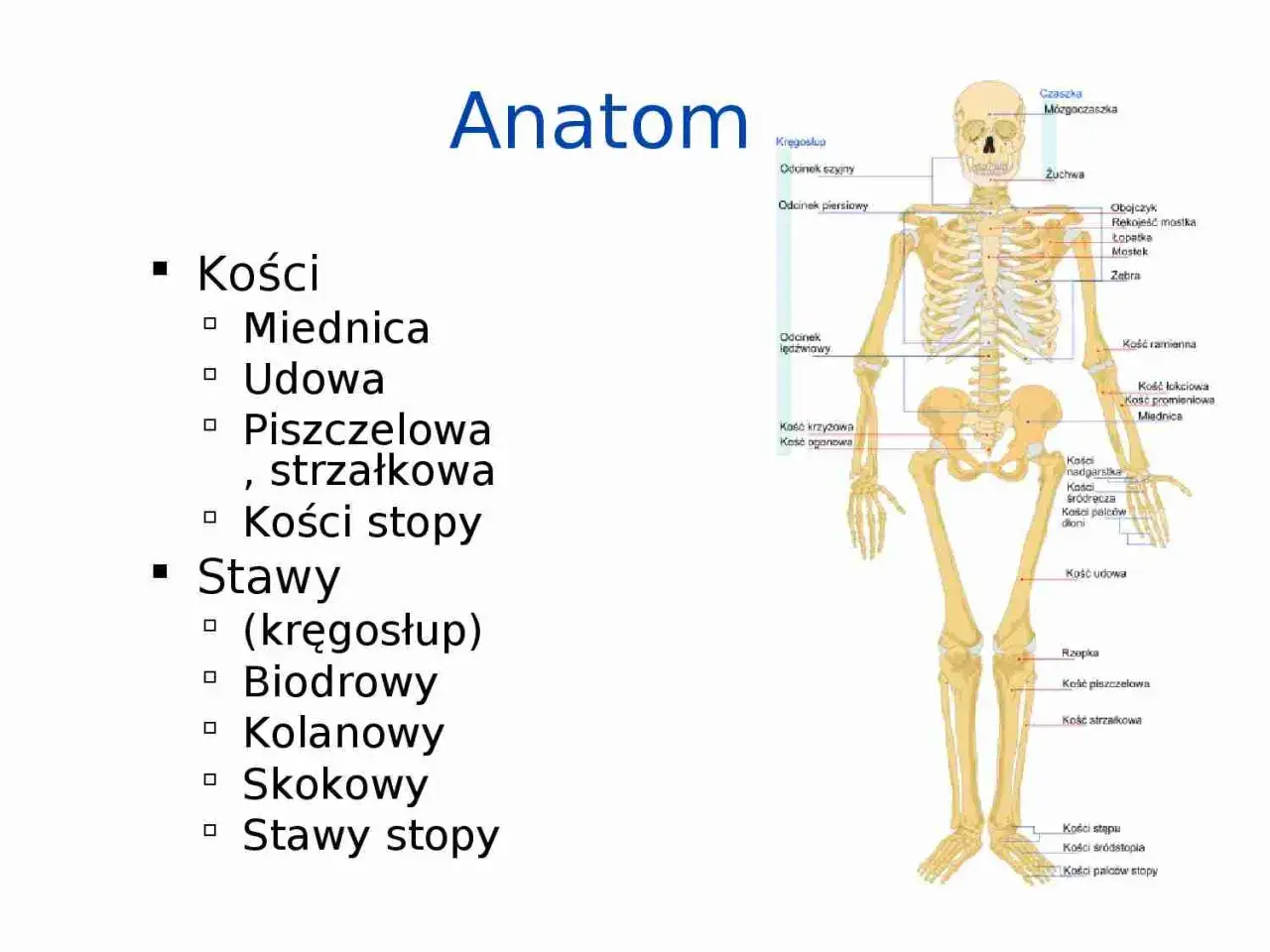 Szkielet człowieka z zaznaczonymi częściami nogi: kość udowa, piszczelowa, strzałkowa, stawy stopy.