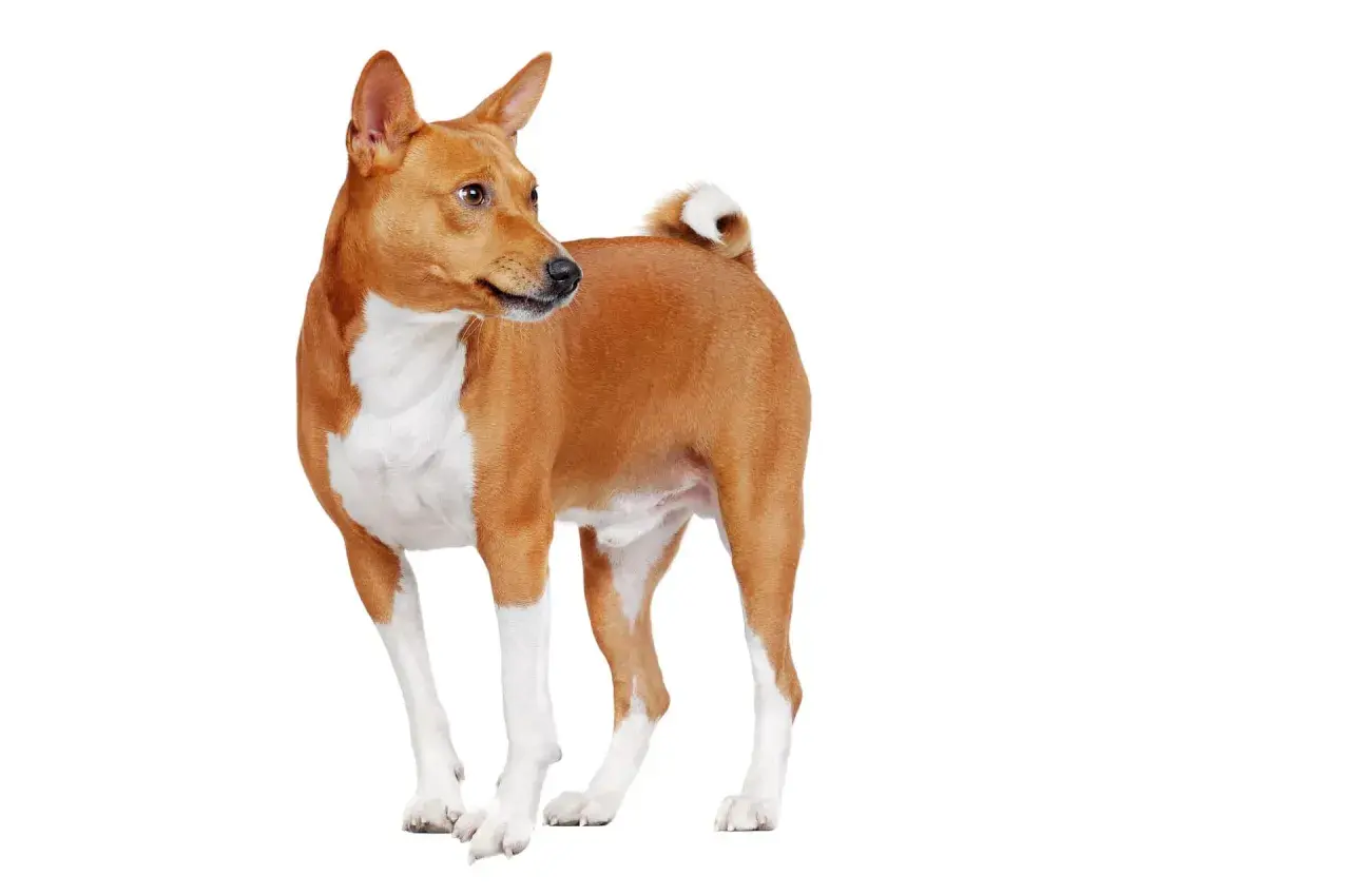 Basenji de colores rojizos y blancos, con su cola rizada y orejas erguidas, posa con elegancia.
