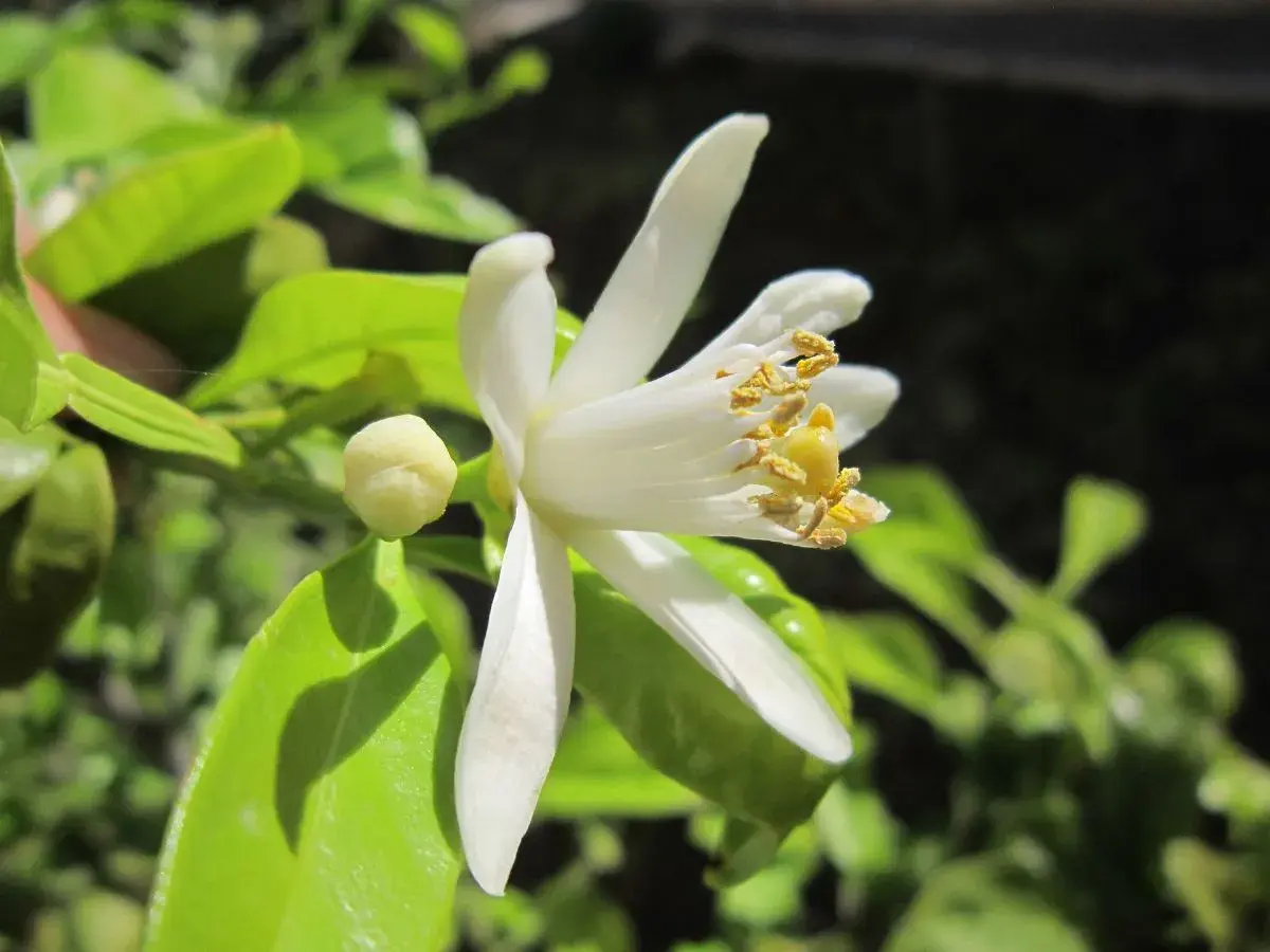 Fleur de citronnier en pleine évolution, ses pétales blancs s'ouvrent sur des étamines dorées. Un bouton floral prometteur est visible.