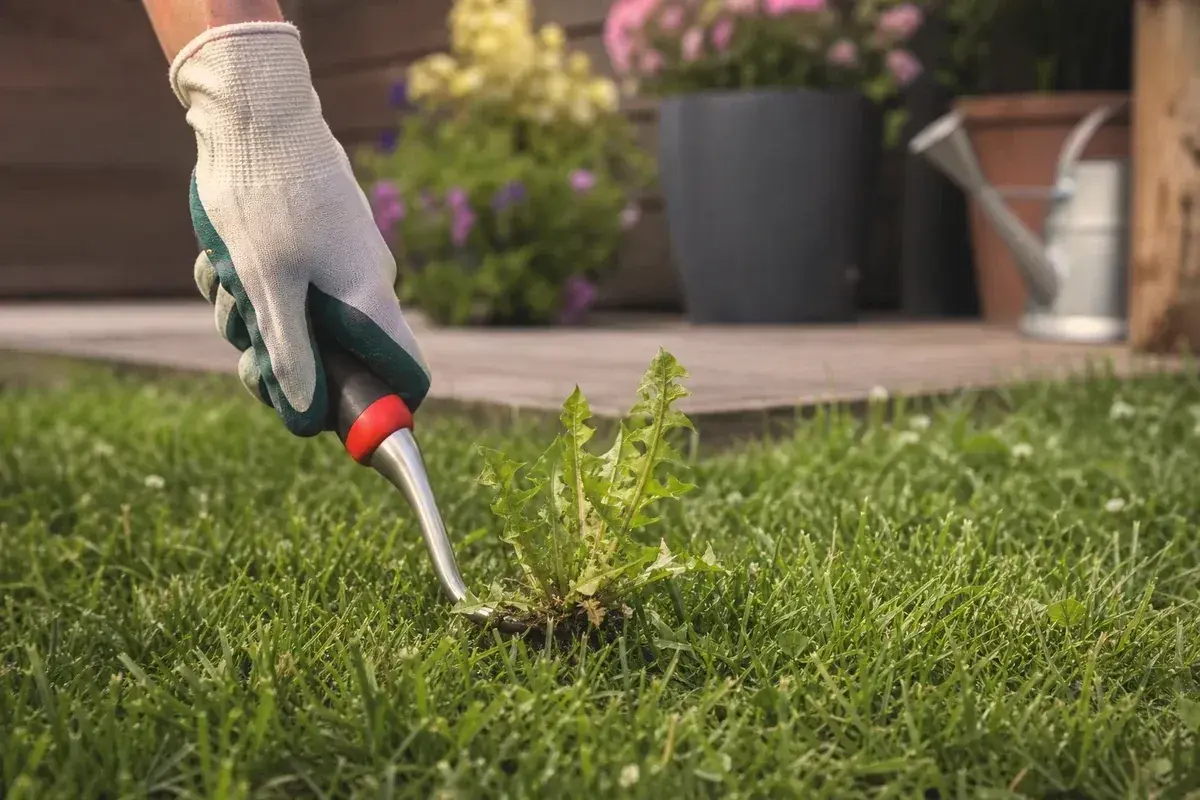 Gartenhandschuh mit Werkzeug entfernt Löwenzahn. Perfekt, wann Unkraut entfernen, für einen gepflegten Rasen.