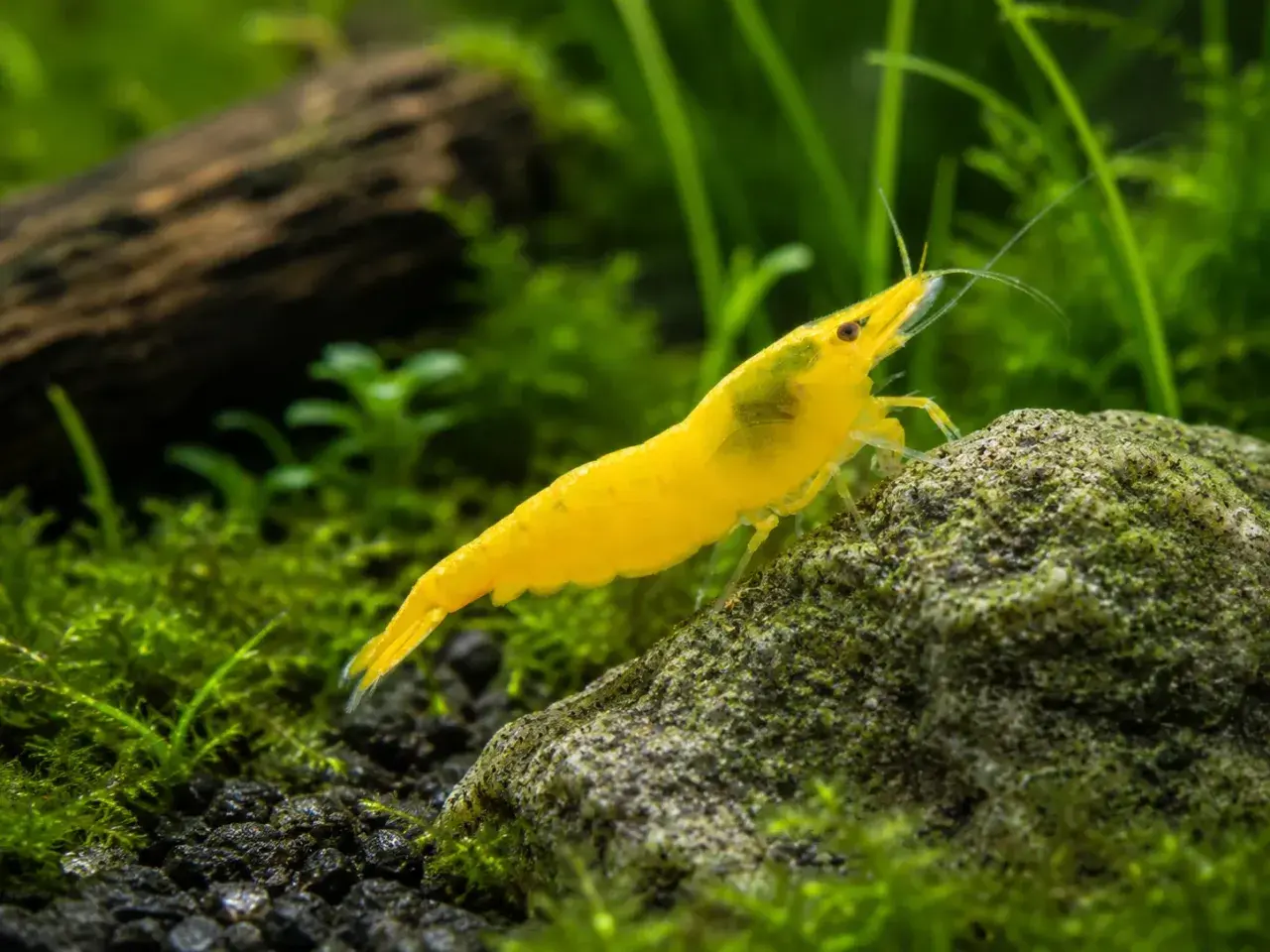 En klar gul räka, likt en liten nerite snail, klättrar på en mossig sten i ett akvarium.