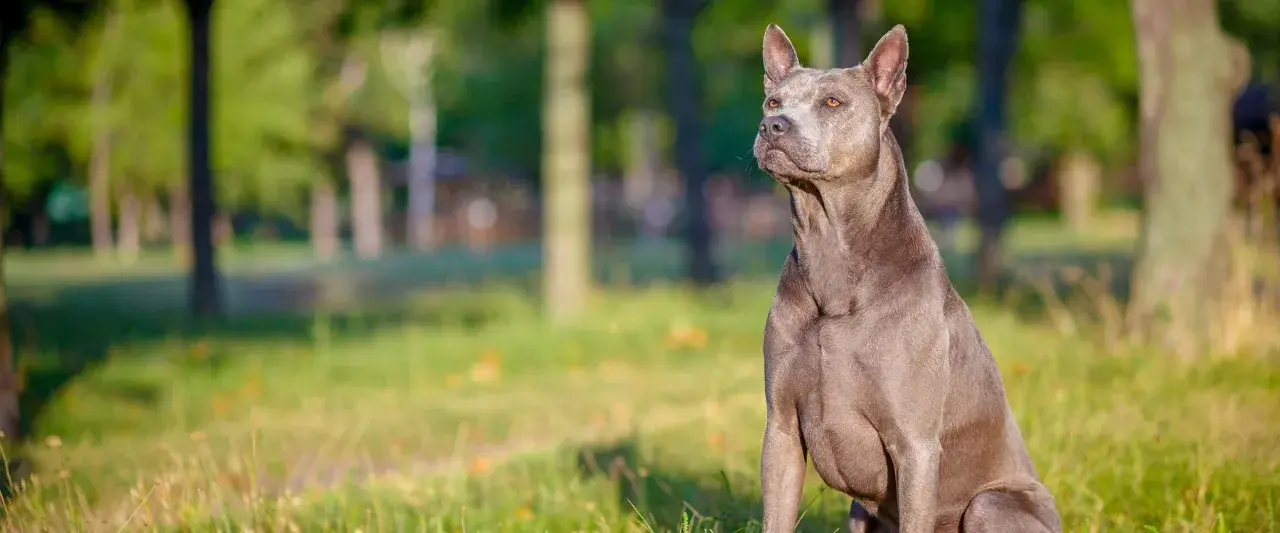Szlachetny pies rasy thai ridgeback, szary, siedzi na trawie. Zastanawiasz się nad thai ridgeback cena?
