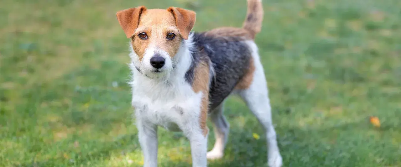 Wesoły parson russell terrier stoi na trawie, gotowy do zabawy.