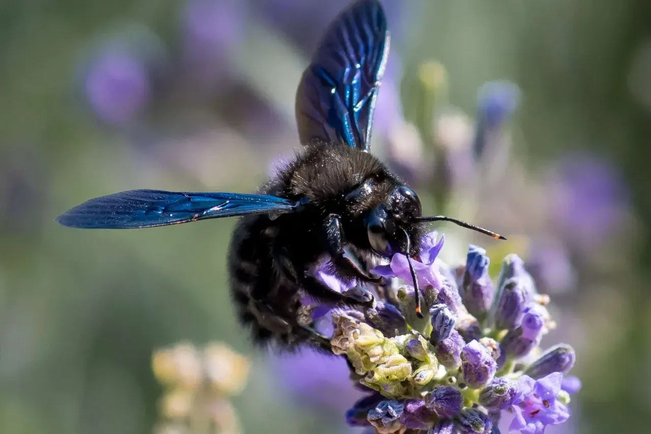 Eine schwarze Biene mit schillernden blauen Flügeln saugt Nektar aus einer Lavendelblüte.