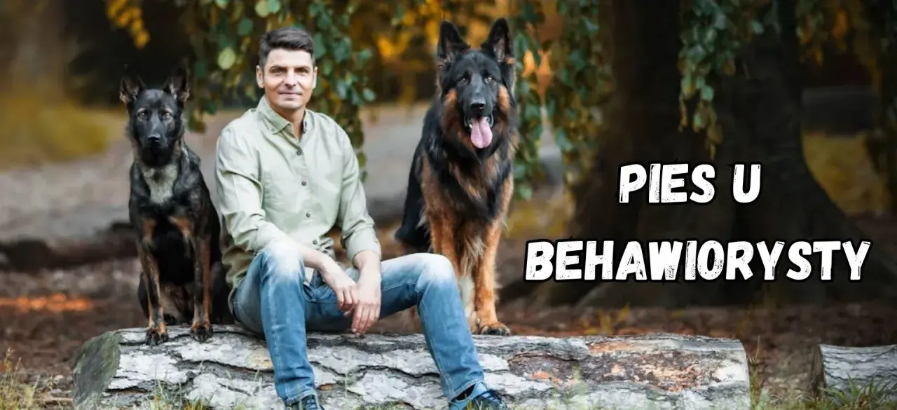 Mężczyzna z dwoma owczarkami niemieckimi siedzi na pniu. Czy to behawiorysta? Pomaga psom zrozumieć świat.