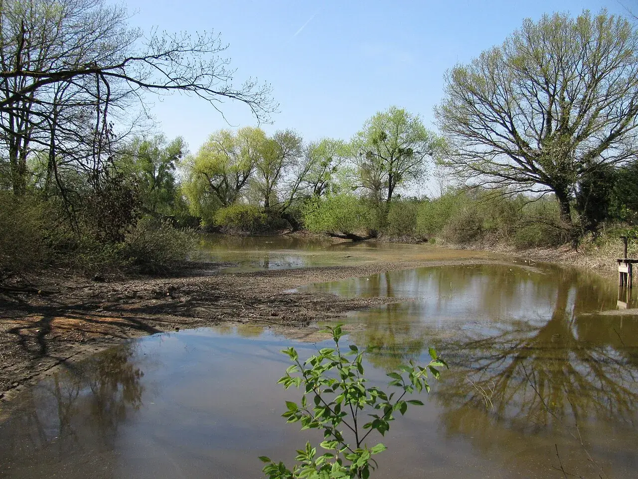 Ein ruhiger Teich im Eriskircher Ried spiegelt die umliegenden Bäume und den blauen Himmel wider.