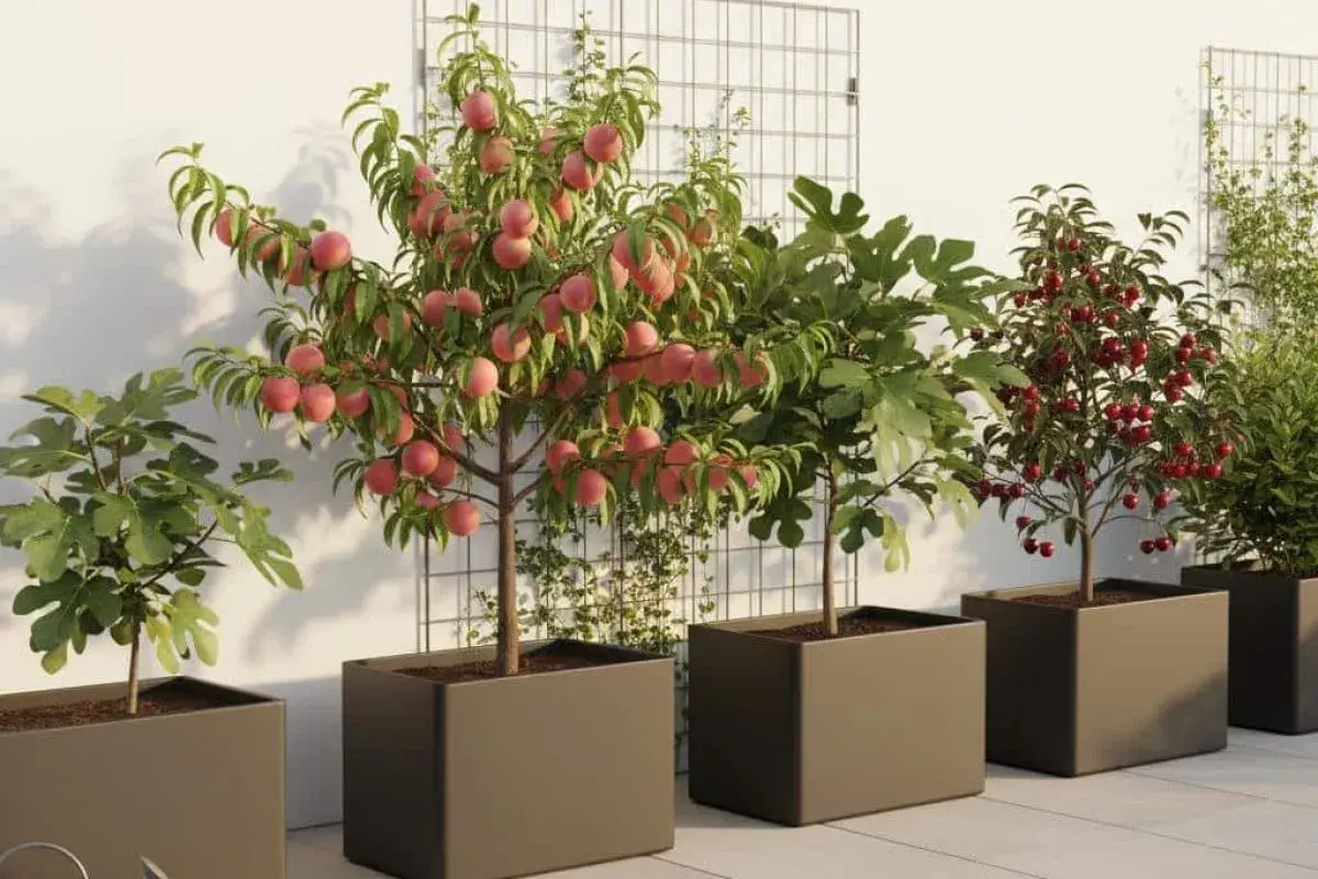 Arbre fruitier en pot, un pommier autofertile liste des variétés idéales pour le balcon, avec des pêches roses, des figues et des cerises rouges.