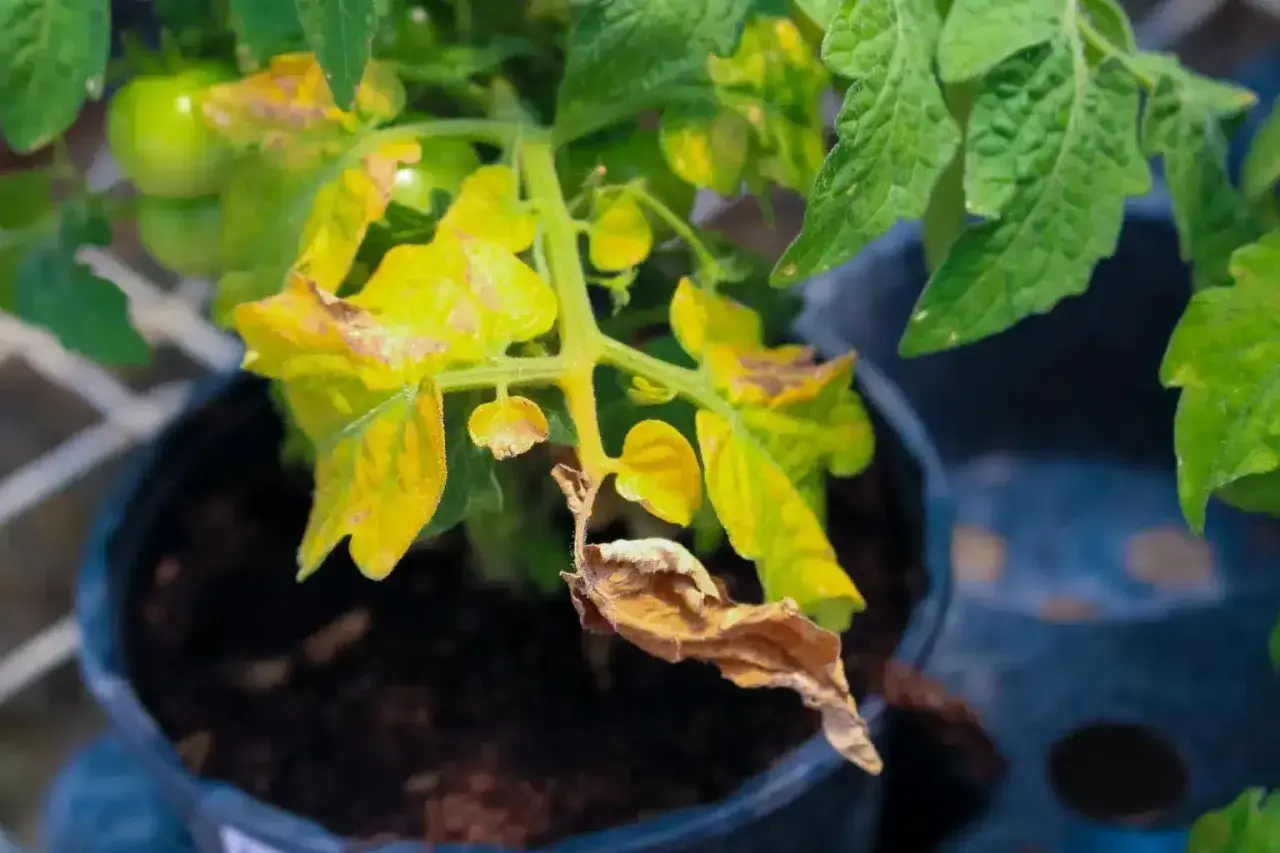 Feuilles jaunes sur une plante de tomates en pot, certaines brunies et sèches. Des tomates vertes sont visibles en arrière-plan.