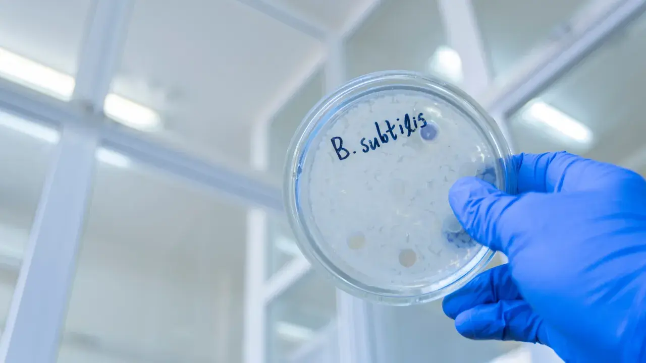 Petrischale mit "B. subtilis" beschriftet, zeigt die Wirkung von Bakterienkulturen.