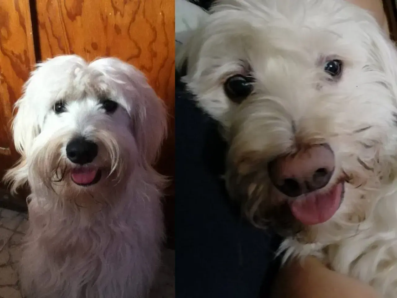 Perro blanco con nariz rosada, mostrando despigmentación en la nariz. Su lengua rosada está fuera.